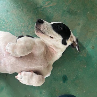 acervo doguinhos's profile picture