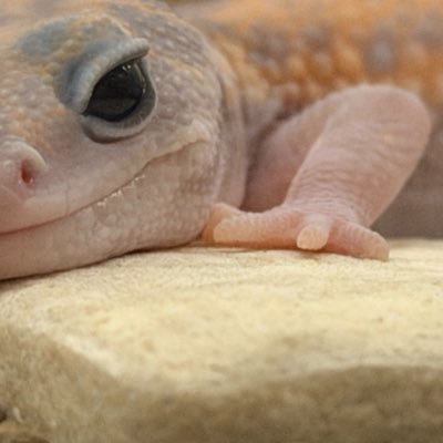 その's profile picture