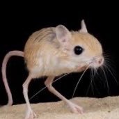 Slorpler's profile picture