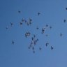 Profilbild von Pigeon 1st