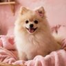 thangthai_tt's profile picture