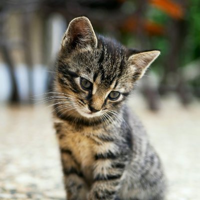 TheMeowCats's profile picture