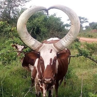 Era Só Não Trair's profile picture
