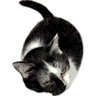 MK砲 profil fotoğrafı