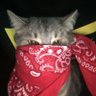 Profilbild von meow