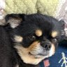 ルークくん(未来は今日始まる)INFJ-T profil fotoğrafı