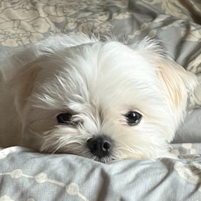 개찹쌀's profile picture