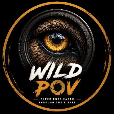 thewildpov's profile picture