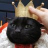 Фото профиля Elby เป็นแม่แมวดำ