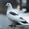 Profilbild von はと2号🕊皆様に感謝です🙇