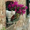 huluberlu007 profil fotoğrafı