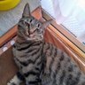 上村悟朗 profil fotoğrafı