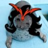 maccarella332's profile picture