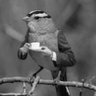 Profilbild von Hyneria53