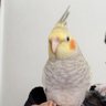 Mustafa's profile picture