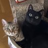 ねこのいえ 的头像