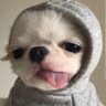 owkchill's profile picture