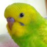 インコ北海道's profile picture