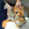 Leor🐱辽儿🇯🇵🇧🇷🧬🇺🇸💬😹🤏🇪🇸🇨🇳...🦜Duolingo's profile picture