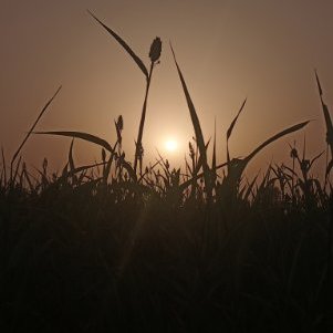 Kisanhooyr1's profile picture