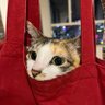 Profilbild von abidoddcat