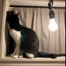 ネコのチル profil fotoğrafı