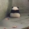 🐢 的头像