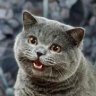 Фото профиля Happy Cat