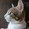 olaniriso's profile picture
