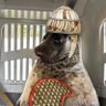 Фото профиля Seal of Approval 🦭