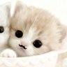 Фото профиля snugs