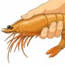 🦐 Captain Shrimphead profil fotoğrafı