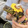 エフイー（Effie）🦎✨ 的头像