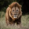 Profilbild von TheLion92