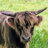 Profilbild von Rupert the Bull