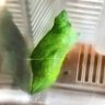 クッソノンチャン🌟3000頭バブバブ 的头像