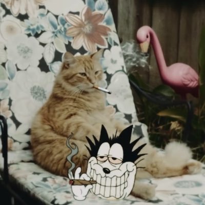 1lifestylebrazy's profile picture
