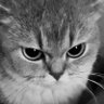 Profilbild von Julx