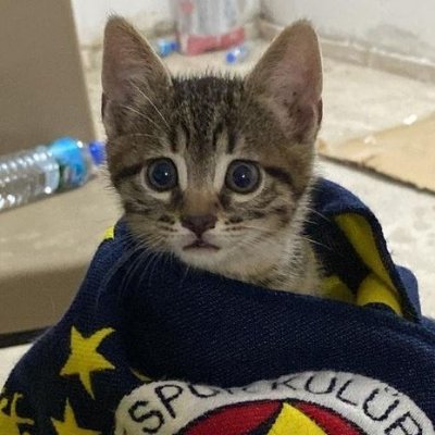 süt helvası's profile picture