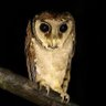 Malcolm Black profil fotoğrafı