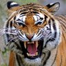 Tiger 的头像