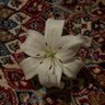 Lara ammar's profile picture