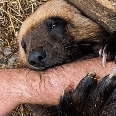 FlolfiestNight's profile picture