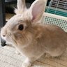 とろ 的头像