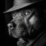 Profilbild von VALEX 🦍