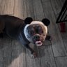 Nmixxluvr profil fotoğrafı