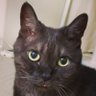 ban gaku🐈⬛🇯🇵 profil fotoğrafı