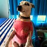 Bundaberg, Stephen profil fotoğrafı