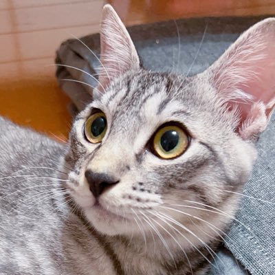 あやねこ🦔🍊's profile picture