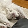 Profilbild von たま@配当金で猫を養う人 😺📈